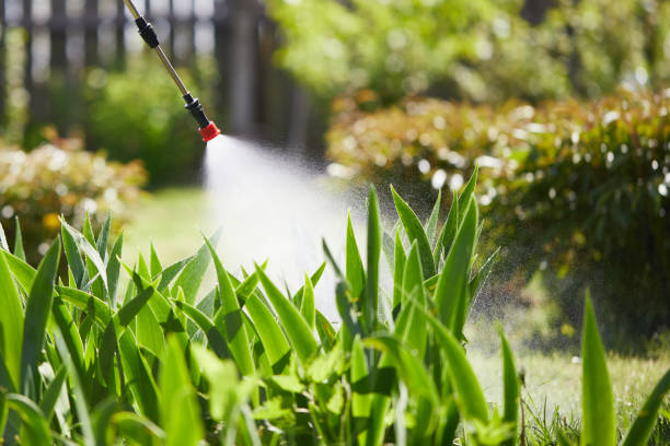 24/7 Emergency Termite Control experts in Ben Lomond, CA